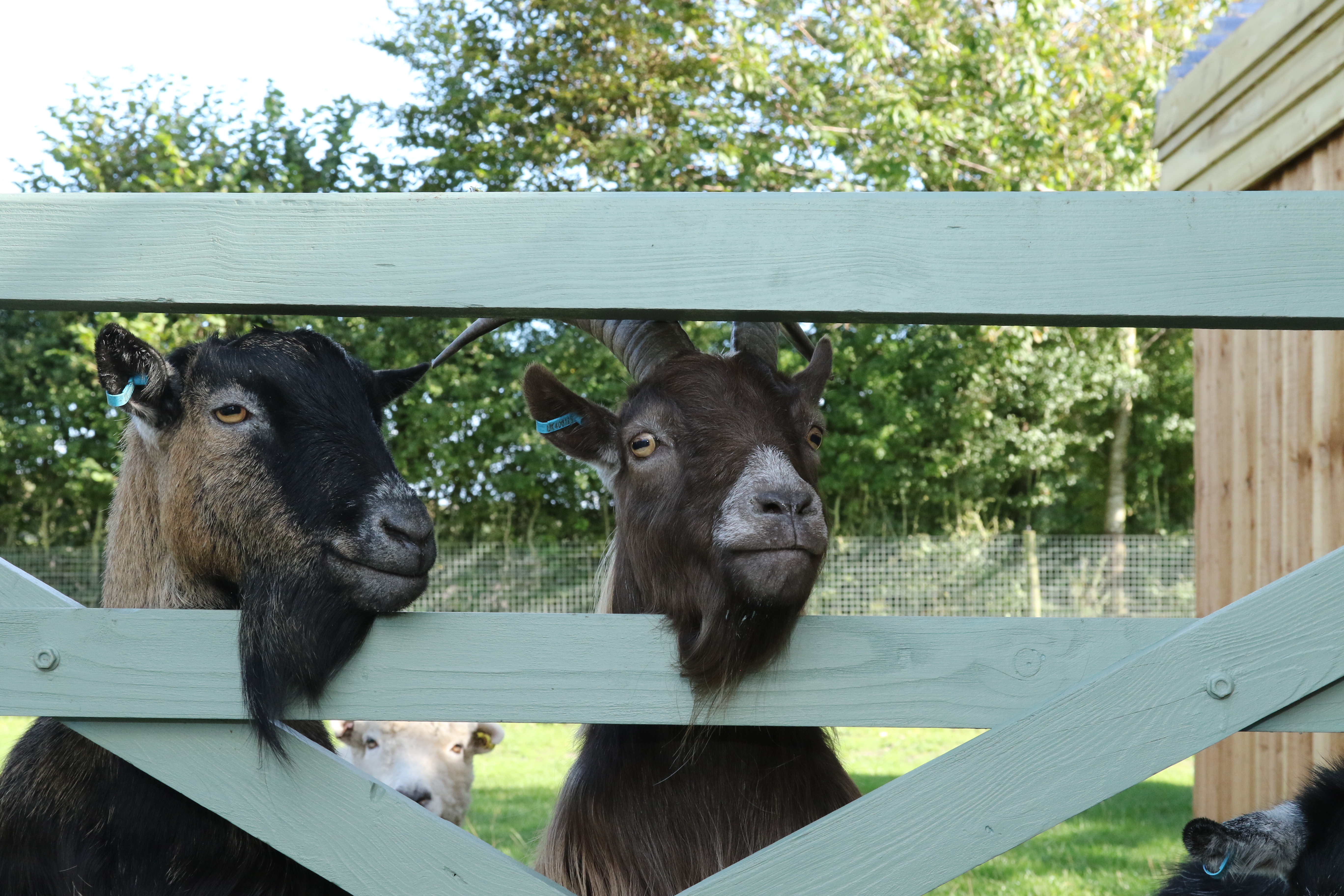 Our goats, Ernie & friends
